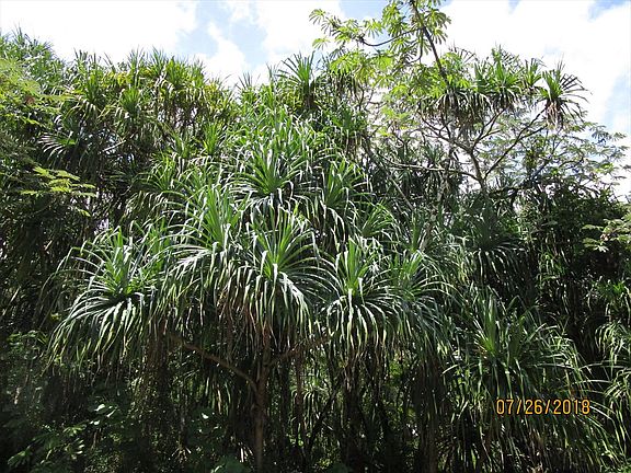 5th image of Haukeuke St Lot 1691