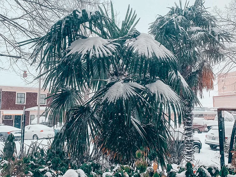 Snow Covered Palm Tree