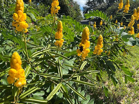 Candlestick in bloom 