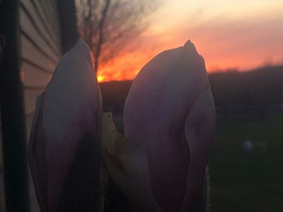 Magnolia tree spring