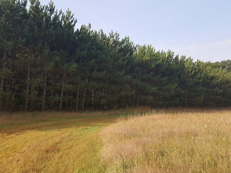 plenty of pines