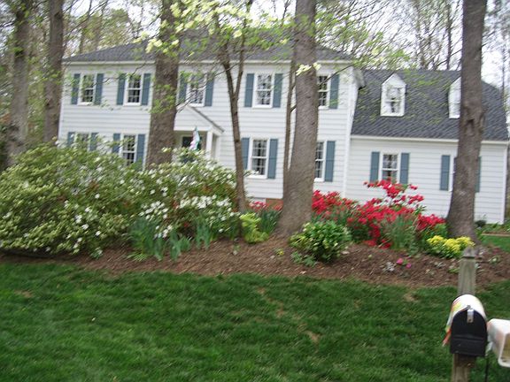 Azaleas begin to bloom