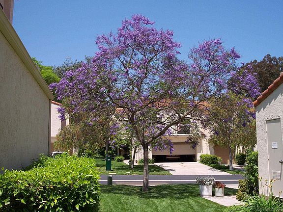 4th image of 4858 Seda Dr