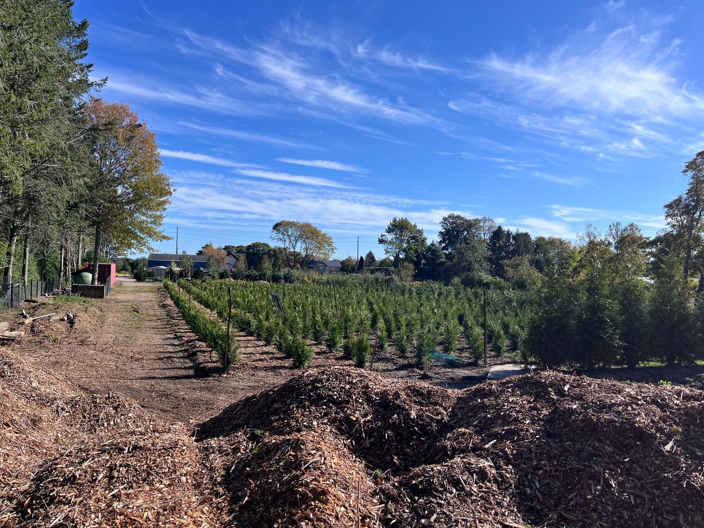 Currently being used as a "tree farm"
