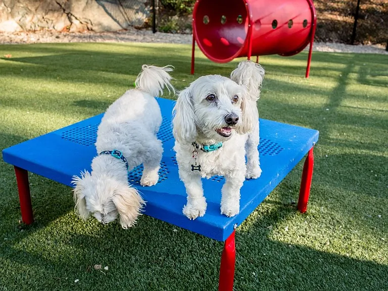 WAG Pet Park