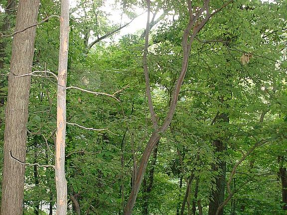 3rd image of LOT 4 T M P 27 A 4 4 Section D Green Acre