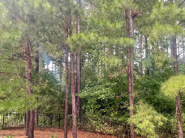 419 Rolling Pines Dr — Photo 22