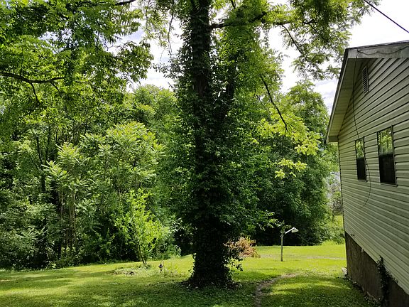 Side yard with black walnut tree