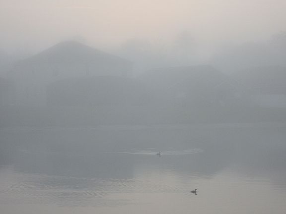 Pond view