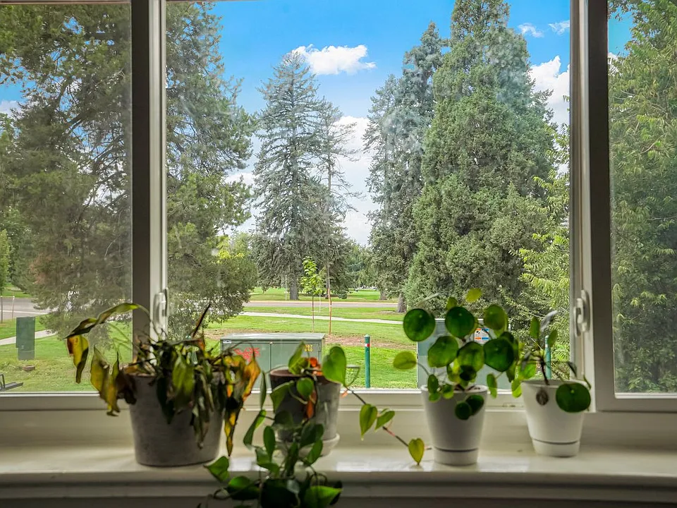 View from Kitchen Window