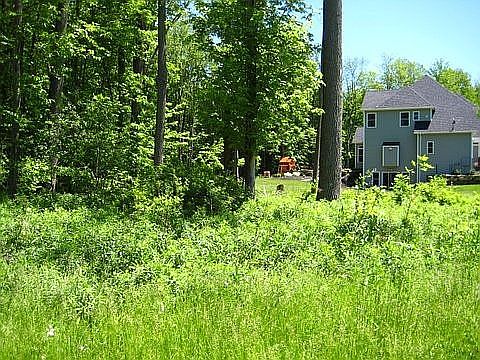 quiet wooded lot 