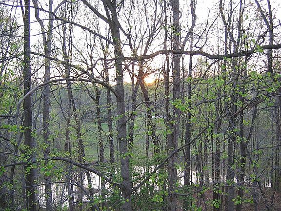 view from back porch