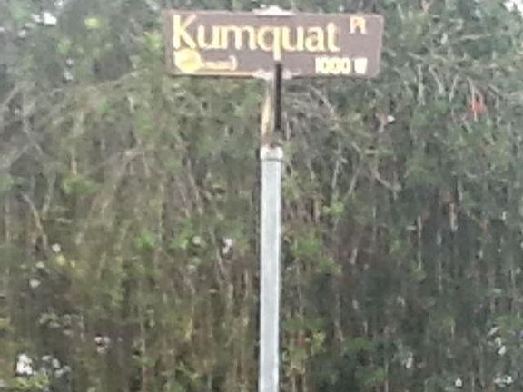5th image of 1031 Kumquat Pl