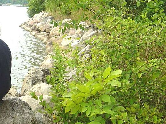 5th image of 8543 Rose Of Sharon Lot 16