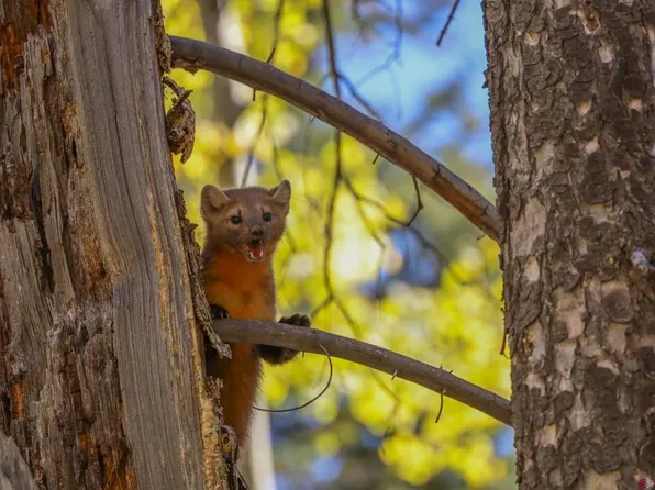 TBD Jasper Creek, Jasper, CO 81132
