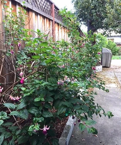 Backyard1