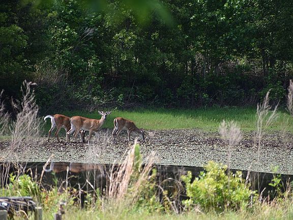 Buck deer in pond