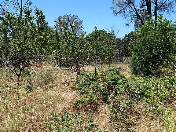 Berry bushes and fruit trees