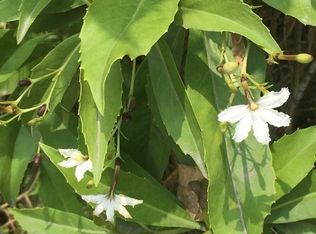 Ohialani Lot 62, Volcano, HI 96785