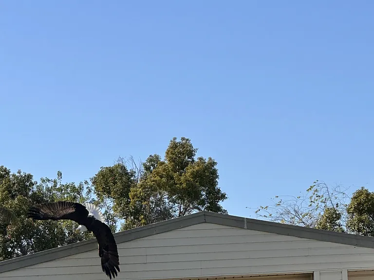 Eagle flying viewed from back porch