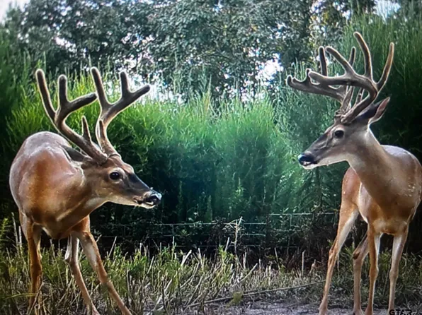 Off Fm #2781, Kennard, TX 75847