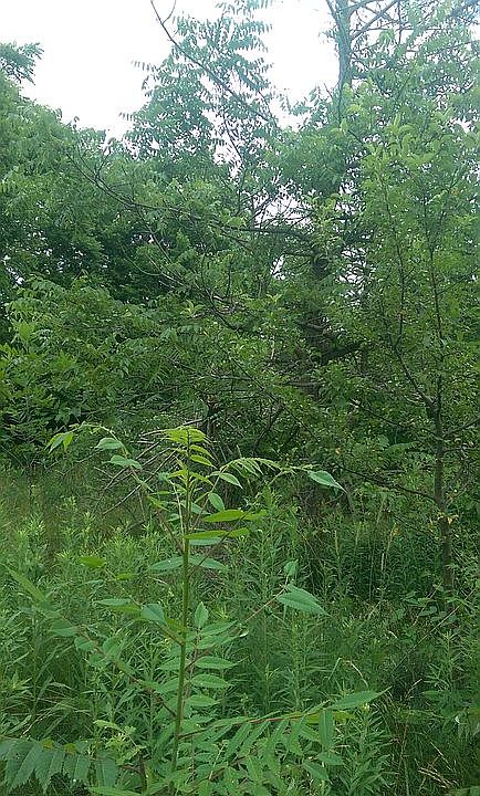 2nd image of 3579 Stone School Rd