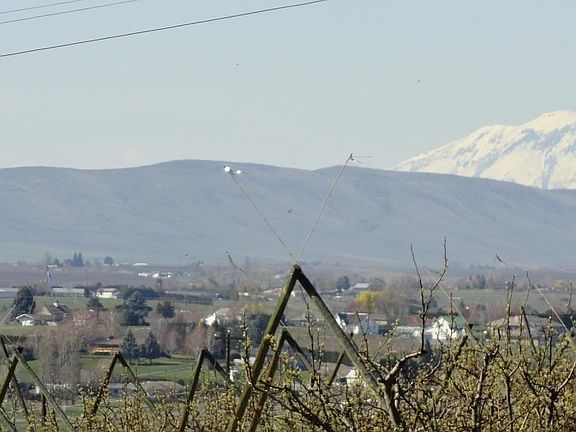 Pastoral View of Mt. Adams