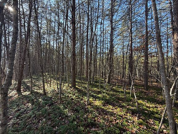 Nice young pine grove easily cleared for a cabin or RV site