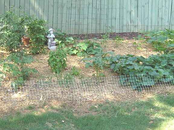 The Spacious Garden