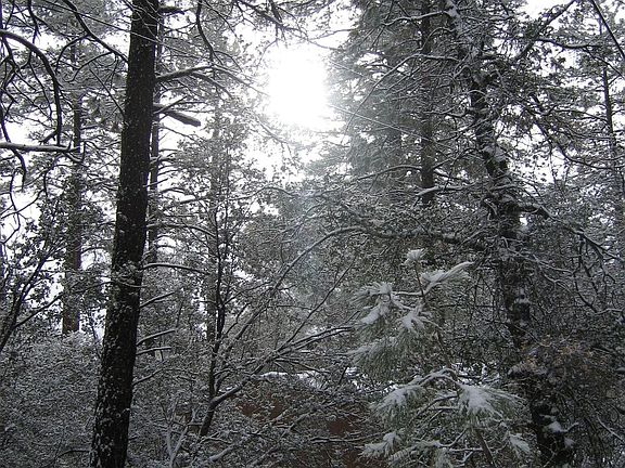 Tall Pines