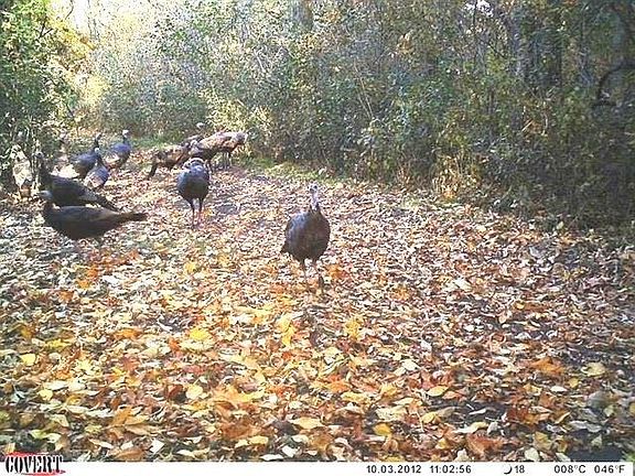 Wild Turkeys