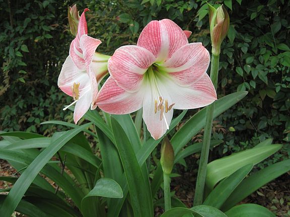 Flower in the garden