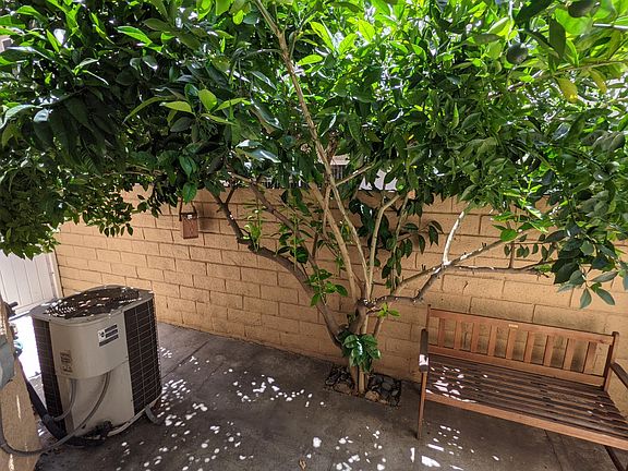 Mature orange tree