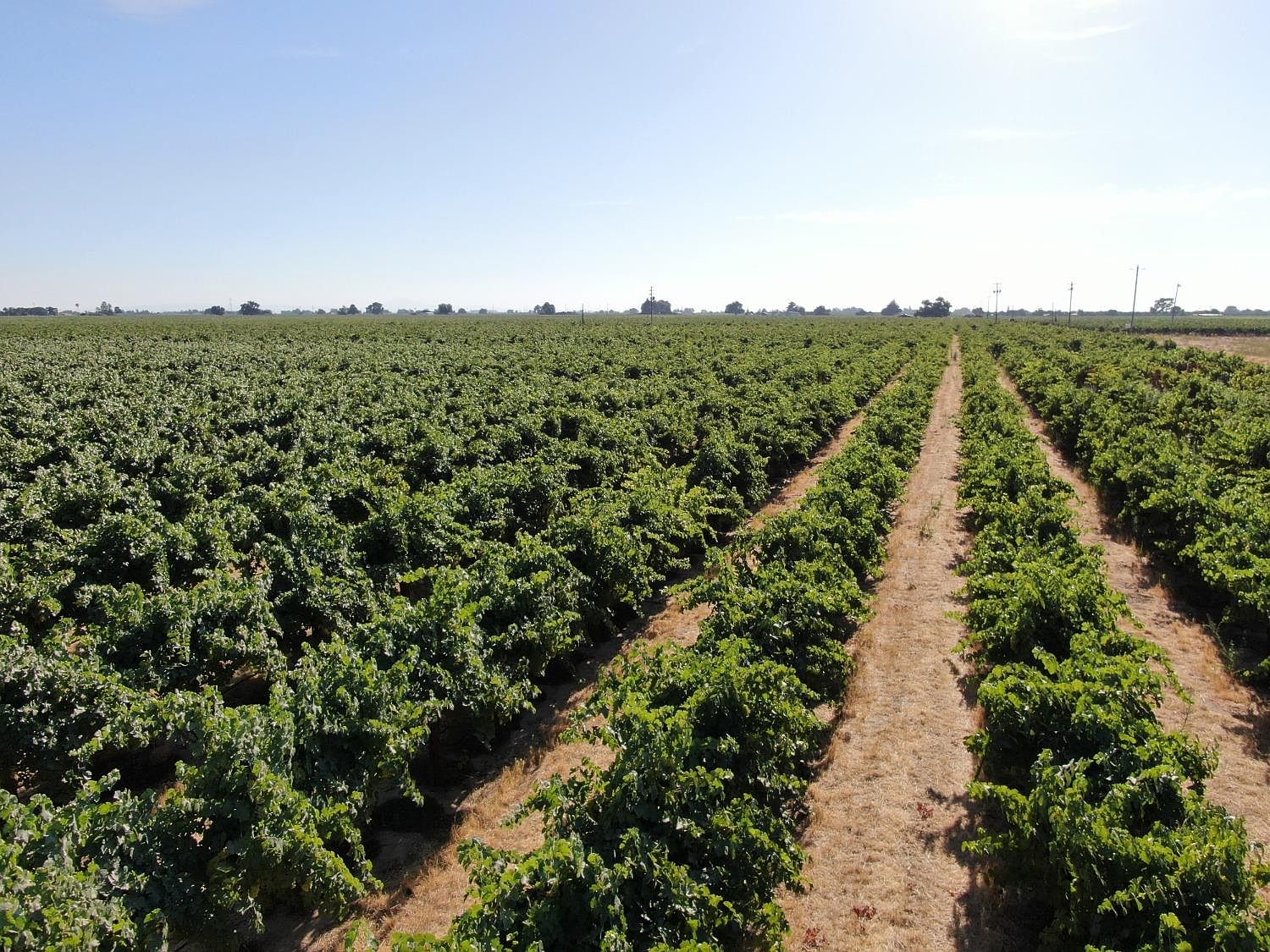 7437 E Kettleman Ln, Lodi, CA 95240 MLS 223073037 Zillow