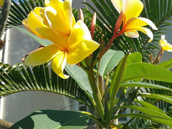 plumeria,Frangipani tree