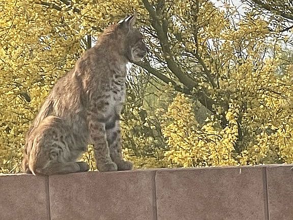 Wildcat on our backyard wall