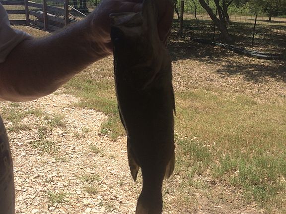 Bass