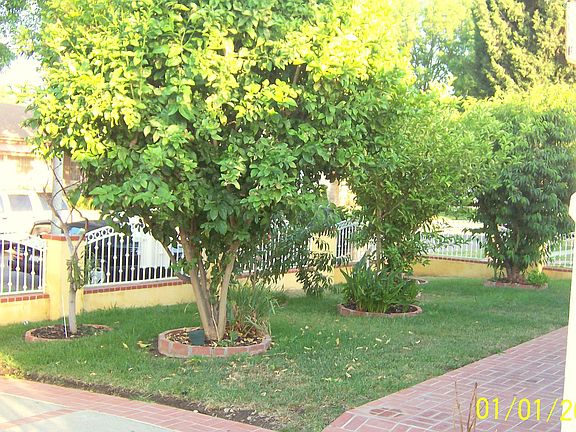 beautiful fruit trees including pomegranates