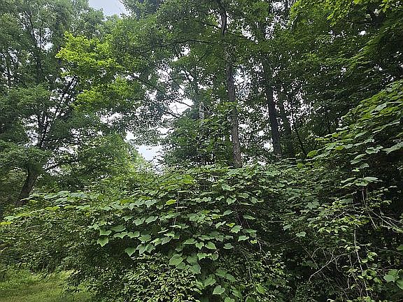Power pole on property