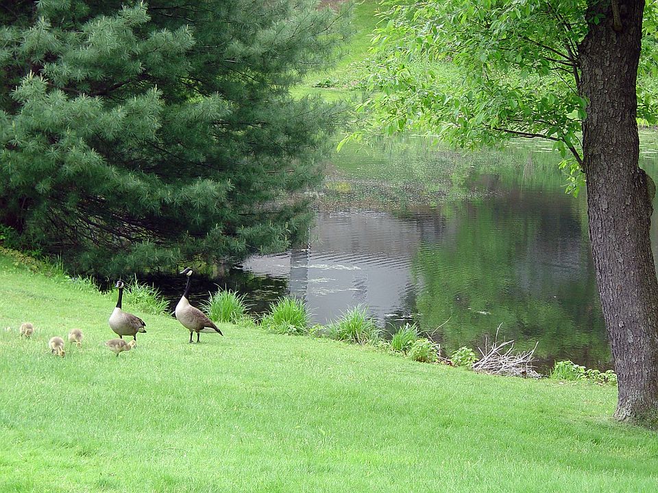 Pond