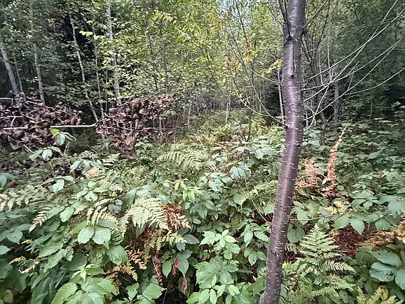 2nd image of Morrison Creek Rd