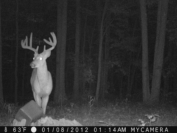 Buck on Property 2014