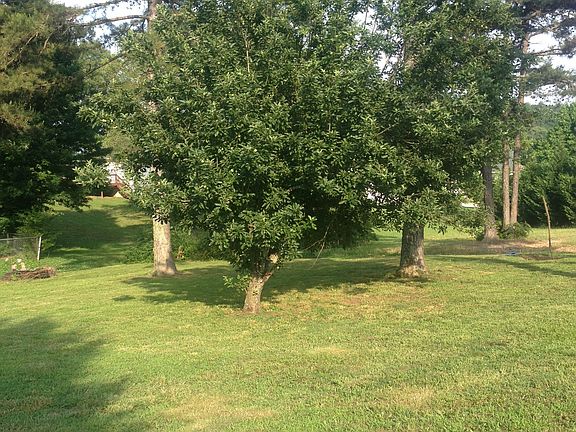 Bearing Apple tree