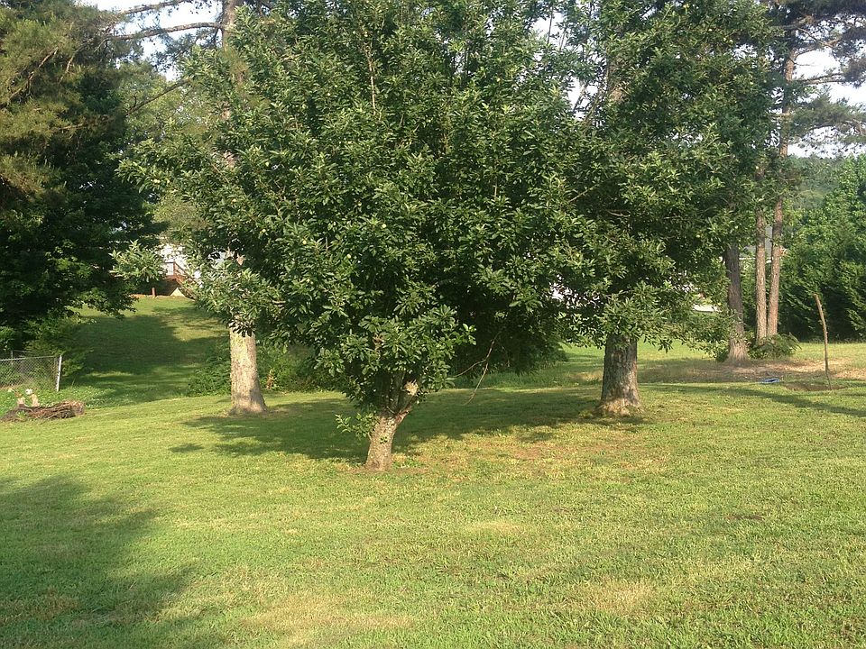 Bearing Apple tree