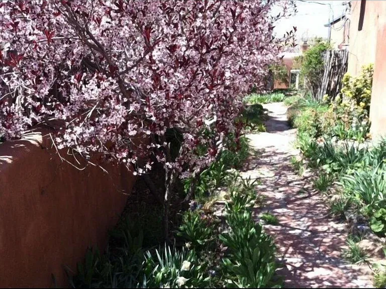 Walkway to rear patio. Fragrant flowers everywhere.