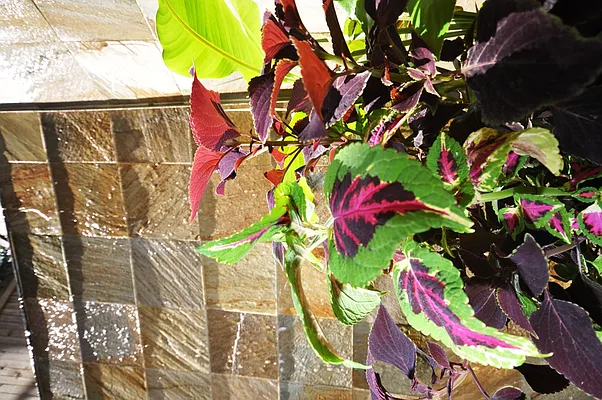 Rented by Corcoran | media 27