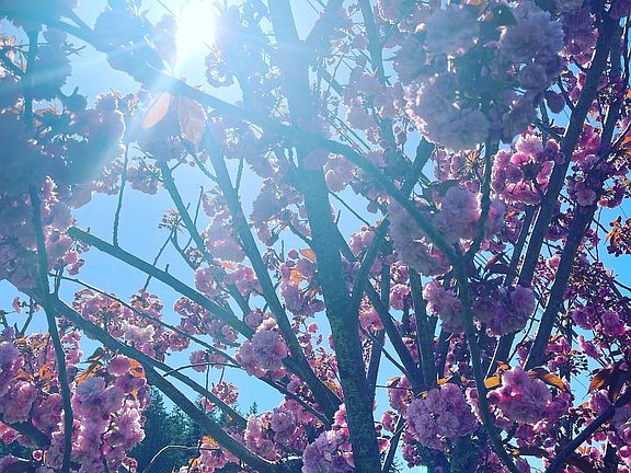 Cherry blossom tree in front yard