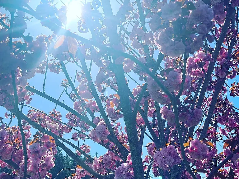Cherry blossom tree in front yard