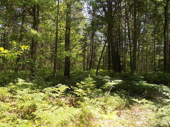 5th image of Old Pine Trl