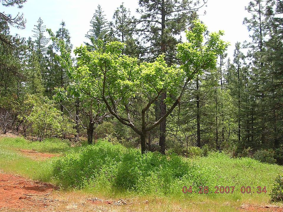fruit trees